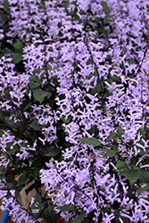 Mona Lavender Swedish Ivy (Plectranthus 'Mona Lavender') at A Very Successful Garden Center