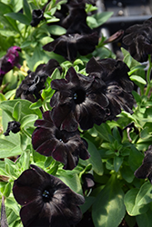 Black Magic Petunia (Petunia 'Black Magic') at A Very Successful Garden Center