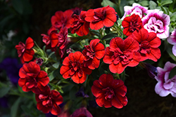 MiniFamous Uno Double Red Calibrachoa (Calibrachoa 'KLECA18514') at A Very Successful Garden Center