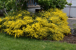 Spanish Gold Broom (Cytisus purgans 'Spanish Gold') at A Very Successful Garden Center