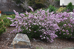 Littleleaf Lilac (Syringa microphylla) at A Very Successful Garden Center