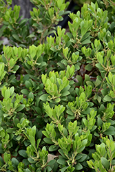 Panchito Manzanita (Arctostaphylos x coloradensis 'Panchito') at Lakeshore Garden Centres