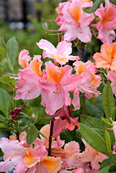Mount St. Helens Azalea (Rhododendron 'Mount St. Helens') at A Very Successful Garden Center