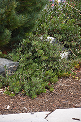 Chieftain Manzanita (Arctostaphylos x coloradensis 'Chieftain') at Stonegate Gardens