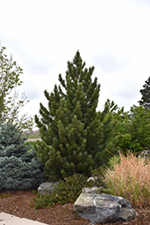 Emerald Arrow Bosnian Pine (Pinus heldreichii 'Emerald Arrow') at Lakeshore Garden Centres