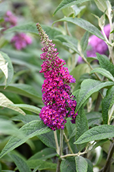 Miss Ruby Butterfly Bush (Buddleia davidii 'Miss Ruby') at A Very Successful Garden Center