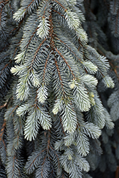 The Blues Colorado Blue Spruce (Picea pungens 'The Blues') at A Very Successful Garden Center