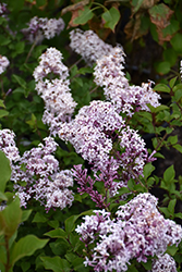 Cheyenne Korean Early Lilac (Syringa oblata 'Cheyenne') at A Very Successful Garden Center