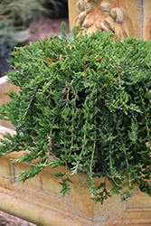 Windwalker Guernsey Green Juniper (Juniperus horizontalis 'Guernsey Green') at A Very Successful Garden Center
