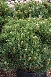 Morel Red Pine (Pinus resinosa 'Morel') at A Very Successful Garden Center
