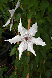 Vancouver Fragrant Star Clematis (Clematis 'Vancouver Fragrant Star') at Lakeshore Garden Centres