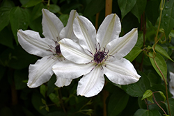 Vancouver Fragrant Star Clematis (Clematis 'Vancouver Fragrant Star') at Lakeshore Garden Centres
