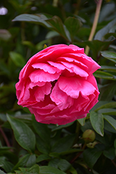Cytherea Peony (Paeonia 'Cytherea') at A Very Successful Garden Center