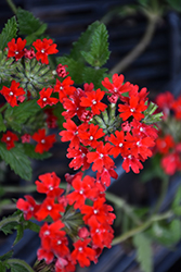Homestead Red Verbena (Verbena 'Homestead Red') at A Very Successful Garden Center
