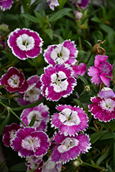Beauties Olivia Sweet Pinks (Dianthus 'Hilbeaolswee') at Stonegate Gardens