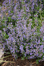 Little Trudy Catmint (Nepeta 'Psfike') at Lakeshore Garden Centres