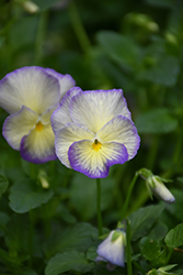 Magnifi Scent Sweetheart Pansy (Viola 'Magnifi Scent Sweetheart') at A Very Successful Garden Center