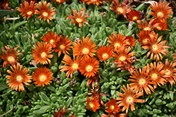 Granita Orange Ice Plant (Delosperma 'PJS02S') at A Very Successful Garden Center