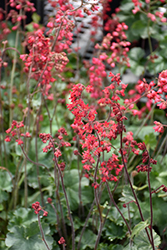 Coral Forest Coral Bells (Heuchera 'Coral Forest') at Lakeshore Garden Centres