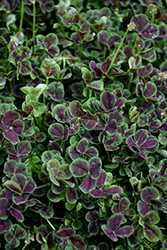 Atropurpureum Black-Leaved Clover (Trifolium repens 'Atropurpureum') at Stonegate Gardens