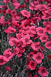 Eastern Star Pinks (Dianthus 'Red Dwarf') at Stonegate Gardens