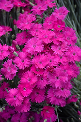 Neon Star Pinks (Dianthus 'Neon Star') at Lakeshore Garden Centres