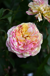 Pop Art Rose (Rosa 'Pop Art') at Lakeshore Garden Centres