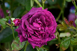 Twilight Zone Rose (Rosa 'WEKebtidere') at A Very Successful Garden Center