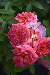 Midnight Fire Rose (Rosa 'WEKboulette') at Lakeshore Garden Centres