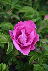 Foxi Pavement Rose (Rosa 'Foxi Pavement') at Stonegate Gardens