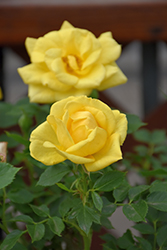 Lemon Drop Rose (Rosa 'WEKyegi') at Stonegate Gardens