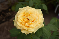 St. Patrick Rose (Rosa 'WEKamanda') at A Very Successful Garden Center