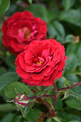 Cherrytini Rose (Rosa 'Cherrytini') at Stonegate Gardens