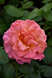 Easy Does It Rose (Rosa 'Easy Does It') at Lakeshore Garden Centres
