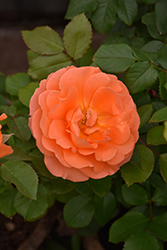 Adobe Sunrise Rose (Rosa 'Meipluvia') at A Very Successful Garden Center