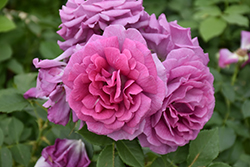 Sweet Madame Blue Rose (Rosa 'WEKwibscryper') at Lakeshore Garden Centres