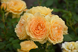 Edith's Darling Rose (Rosa 'WEKaltjuchi') at Stonegate Gardens