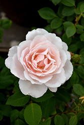 Belinda's Blush Rose (Rosa 'Belinda's Blush') at Lakeshore Garden Centres