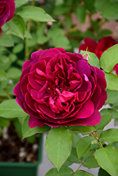Darcey Bussell Rose (Rosa 'Darcey Bussell') at Lakeshore Garden Centres