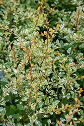 Lime Glow Japanese Barberry (Berberis thunbergii 'Lime Glow') at A Very Successful Garden Center