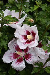 Chateau de Chantilly Rose of Sharon (Hibiscus syriacus 'MINSYMACWHI1') at Lakeshore Garden Centres