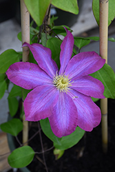 Pink Champagne Clematis (Clematis 'Pink Champagne') at The Mustard Seed