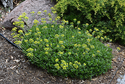 Sulphur-Flower Buckwheat (Eriogonum umbellatum) at A Very Successful Garden Center