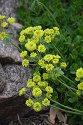Sulphur-Flower Buckwheat (Eriogonum umbellatum) at A Very Successful Garden Center