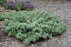 Sea Foam Sage (Artemisia versicolor 'Sea Foam') at Lakeshore Garden Centres