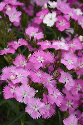 First Love Pinks (Dianthus 'First Love') at A Very Successful Garden Center