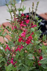 Windwalker Royal Red Salvia (Salvia 'PWIN03S') at A Very Successful Garden Center