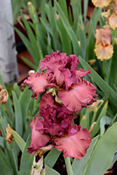 Code Red Iris (Iris 'Code Red') at A Very Successful Garden Center