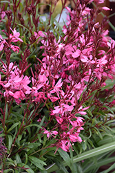 Belleza Dark Pink Gaura (Gaura lindheimeri 'KLEAU04263') at Lakeshore Garden Centres