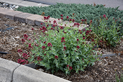 Red Valerian (Centranthus ruber) at Lakeshore Garden Centres